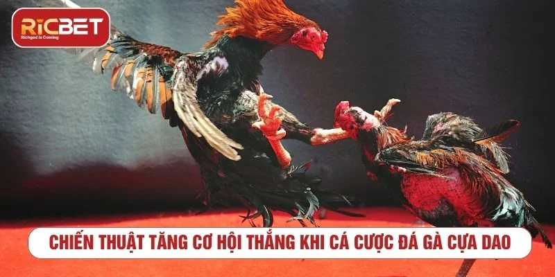 Đá Gà Cựa Dao RICBET - Cách Xem Kèo Và Lưu Ý Cần Biết Theo dõi biến động kèo đá gà cựa dao trước khi đặt cược