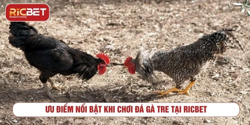 Đá Gà Tre RICBET - Luật Chơi Và Cách Xem Kèo Theo dõi trận đá gà tre trực tuyến qua giao diện phát sóng