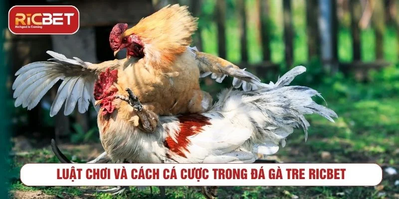 Đá Gà Tre RICBET - Luật Chơi Và Cách Xem Kèo Tìm hiểu luật chơi đá gà tre trực tuyến trước khi đặt cược